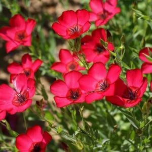 flores de linho de jardim vermelho 15 sementes 2 e1496690314266