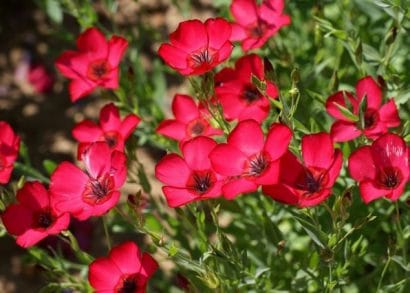 Flores de Linho de Jardim Vermelho: 15 Sementes