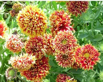 gailardia sundance 20 sementes 2 10 e1496692683786