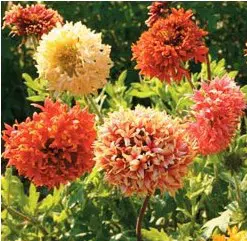 gailardia sundance 20 sementes 2 2 e1496692565194