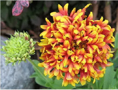 gailardia sundance 20 sementes 2 3 e1496692531304