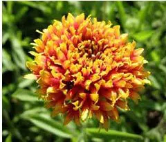 gailardia sundance 20 sementes 2 5 e1496692664494