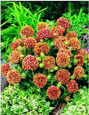 gailardia sundance 20 sementes 2 6 e1496692619565