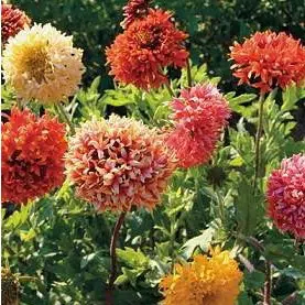 gailardia sundance 20 sementes 2 7 e1496692708318