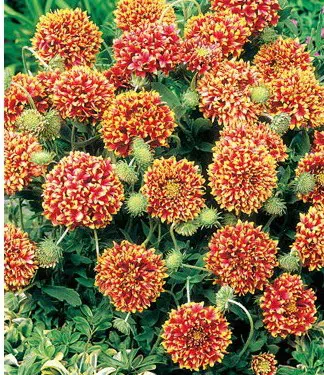 gailardia sundance 20 sementes 2 9 e1496692746410