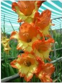 gladiolo amarelo e laranja princes margaret rose 6 bulbos 2 6 e1496688874685