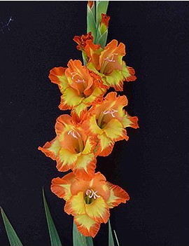 gladiolo amarelo e laranja princes margaret rose 6 bulbos 2 8 e1496688824754