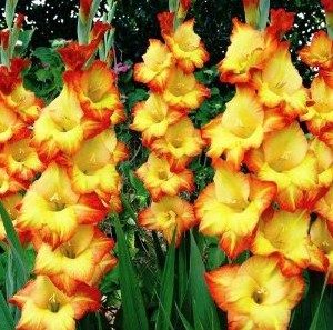 gladiolo amarelo e laranja princes margaret rose 6 bulbos 2 e1496688999811