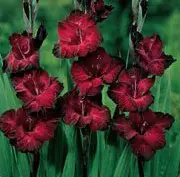 gladiolo black star vinho 6 bulbos 2 13 e1496688610903