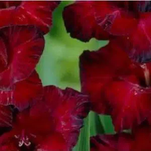 gladiolo black star vinho 6 bulbos 2 2 e1496688717106