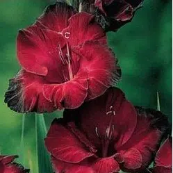 gladiolo black star vinho 6 bulbos 2 3 e1496688739951