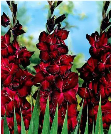 gladiolo black star vinho 6 bulbos 2 5 e1496688779524