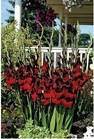 gladiolo black star vinho 6 bulbos 2 6 e1496688657866