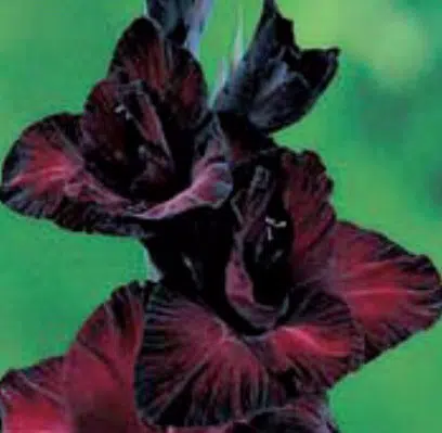 gladiolo black star vinho 6 bulbos 2 8 e1496688509829