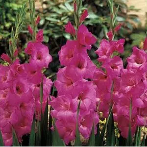 gladiolo fidelio pink 6 bulbos 2 3 e1496688078569
