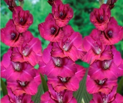 gladiolo fidelio pink 6 bulbos 2 4 e1496688055104