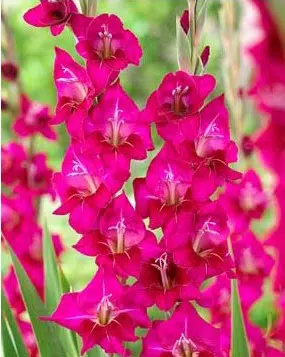 gladiolo fidelio pink 6 bulbos 2 5 e1496688034369