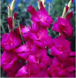 gladiolo fidelio pink 6 bulbos 2 7 e1496630408421
