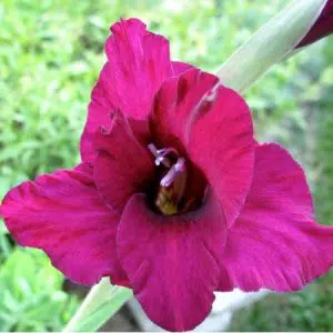 gladiolo fidelio pink 6 bulbos 2 8 e1496630382524