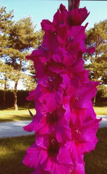 gladiolo fidelio pink 6 bulbos 2 e1496688113255