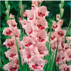 gladiolo rosa e vinho wine and roses 6 bulbos 2 3 e1496630303301