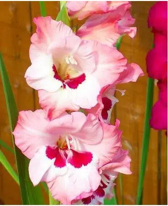 gladiolo rosa e vinho wine and roses 6 bulbos 7963 e1496630347500