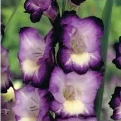 gladiolo roxo e branco kings lynn 6 bulbos 2 5 e1496431935680
