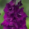 gladiolo roxo velvet eyes 6 bulbos 0492