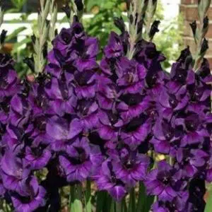 gladiolo roxo velvet eyes 6 bulbos 2 4 e1496432085201
