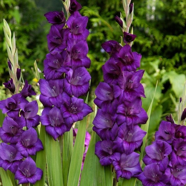 Gladiolo Púrpura (Black Velvet): 6 Bulbos - SoFlor Sementes