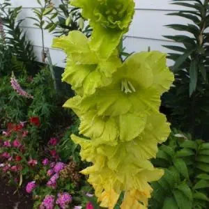 gladiolo verde green star 6 bulbos 2 3 e1496431173706