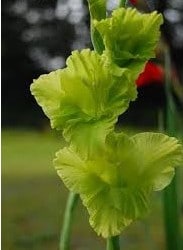 Gladiolo Verde (Green Star): 6 Bulbos