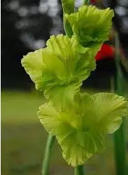 gladiolo verde green star 6 bulbos 2 5 e1496431110874