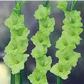 gladiolo verde green star 6 bulbos 2 7 e1496430958849