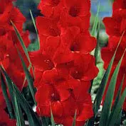 gladiolo vermelho oscar 6 bulbos 2 10 e1496431729147