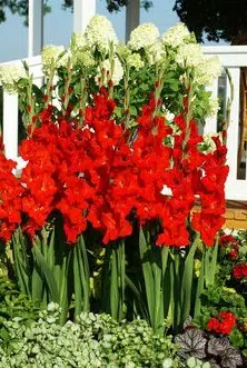 gladiolo vermelho oscar 6 bulbos 2 3 e1496431848761