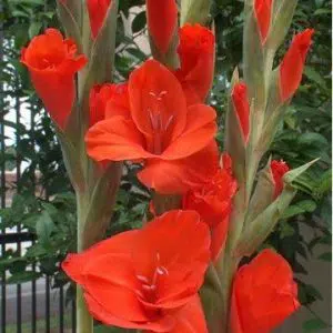 gladiolo vermelho oscar 6 bulbos 2 4 e1496431830780