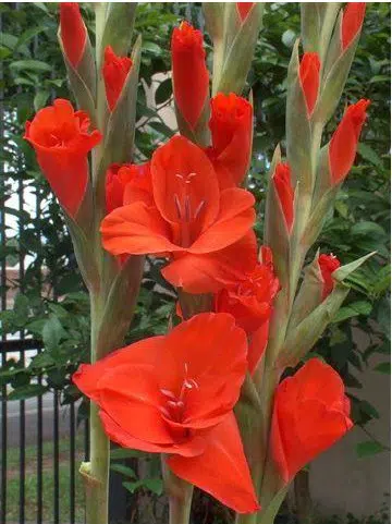 gladiolo vermelho oscar 6 bulbos 2 4 e1496431830780