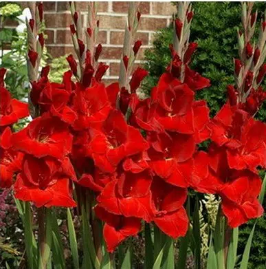 gladiolo vermelho oscar 6 bulbos 2 5 e1496431806188