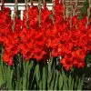 gladiolo vermelho oscar 6 bulbos 8930 e1496431894487