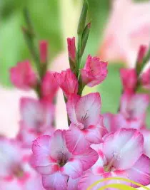 gladiolo veronica rosa 6 bulbos 2 2 e1496430692868