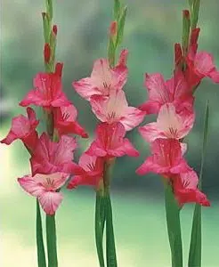 gladiolo veronica rosa 6 bulbos 2 e1496430852469