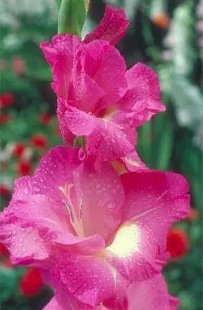 gladiolo wind song pink e branco 6 bulbos 2 2 e1496431527287