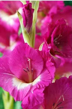 gladiolo wind song pink e branco 6 bulbos 2 3 e1496431505446