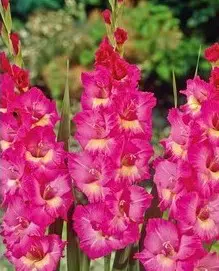 gladiolo wind song pink e branco 6 bulbos 2 4 e1496431483669