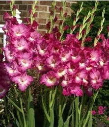 gladiolo wind song pink e branco 6 bulbos 2 5 e1496431463104