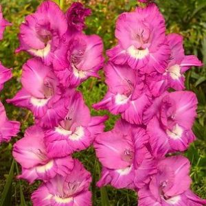 Gladiolo Wind Song (Pink e Branco): 6 Bulbos