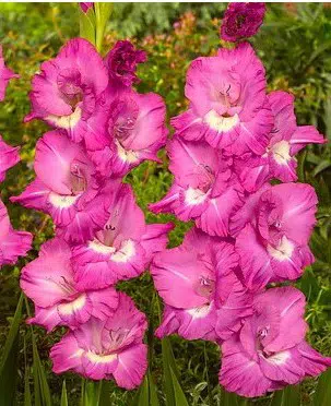 gladiolo wind song pink e branco 6 bulbos 2 6 e1496431438784