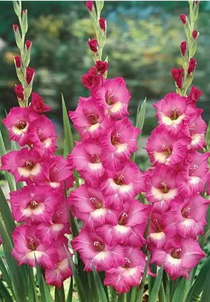 gladiolo wind song pink e branco 6 bulbos 2 8 e1496431380747