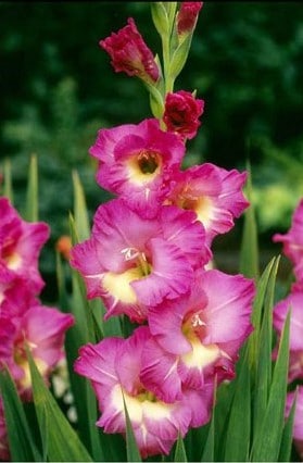 gladiolo wind song pink e branco 6 bulbos 2 9 e1496431337465